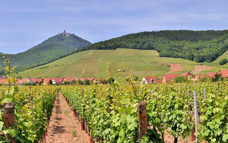 CRÉMANT D'ALSACE BLANC BIO